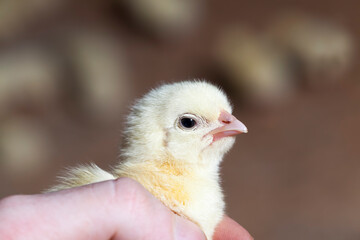 chicken chicks at a poultry farm, close up