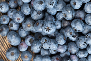 blueberries can be used in cooking, harvested wild blueberries
