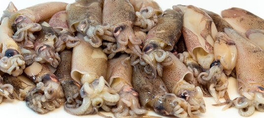 Fresh squid, octopus. Raw whole calamari. Cuttlefish Seafood isolated on white background. Close-up Undersea Food