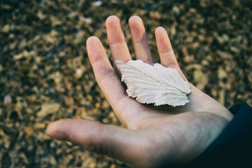 hand of a man holding a fallen leaf from a tree