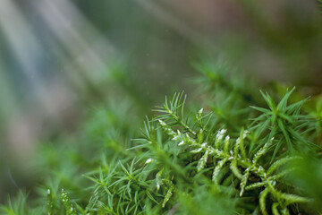 Green moss. Macro photography of moss. Green summer background. Summer photography with sun rays