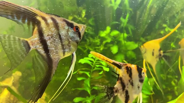 Aquarium fish, scalars swim in the aquarium.