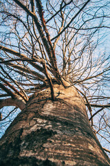 perspective of a tree seen from below in the winter season, with the branches without leaves