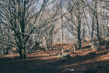 beautiful wide panorama of the autumn with dry fallen leaves covering the ground with a solid fluffy carpet and trunks of bare trees