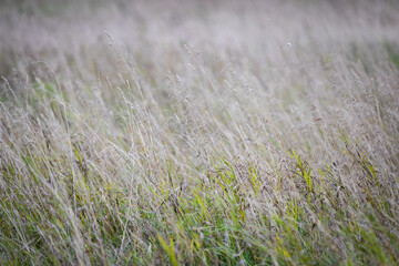 Dry grass meadow in sunset light. Evening landscape. Agriculture concept.
