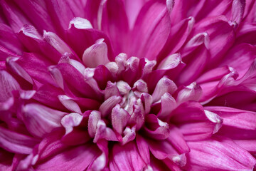 abstract petals macro of pink flower
