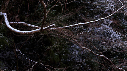 Snow Line on The Wooden Branch