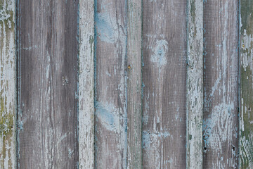 Fototapeta na wymiar Faded old boards with shabby turquoise paint. Part of an old wooden house in the countryside. Old shabby wooden fence.