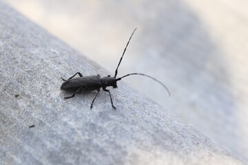 bug on the ground