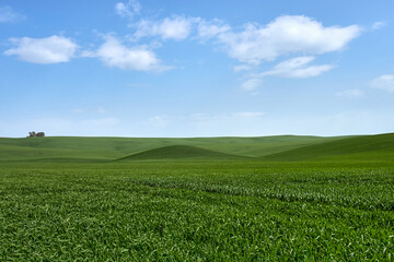 Fototapeta na wymiar Paisaje de un sembrado verde con un cielo azul y nubes con un árbol al fondo.
