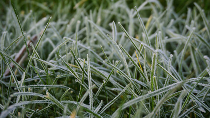 green grass in garden with rime