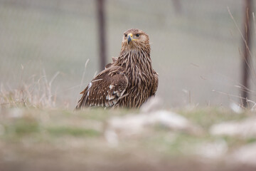 Eastern Imperial Eagle, (Aquila heliaca) in its natural habitat.