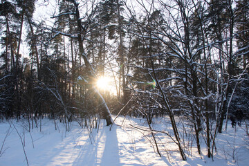 sunny day in  winter forest with snow and rays