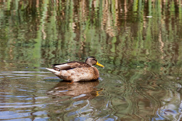 migratory wild ducks in European lakes, eastern europe