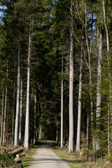 Obraz premium coureur sur un chemin de forêt au printemps - Suisse
