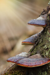 mushroom, forest, nature, autumn, fungus, food, brown, tree, boletus, mushrooms, edible, green, mushrooms, grass, cap, plant, moss, macro, tree, close-up, season, autumn, natural, toadstool, flora, fo
