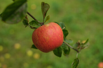 Ein frischer roter Apfel an einem Zweig - freigestellt vor eienm natürlichen grünen Hintergrund