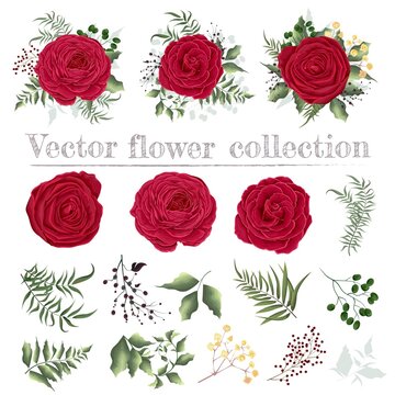 Vector set with red roses and various plants. Red roses, eucalyptus, berries, gypsophila, herbs, various plants and leaves. All elements are isolated.