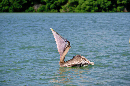 pelicano con un pescado en su buche en el mar