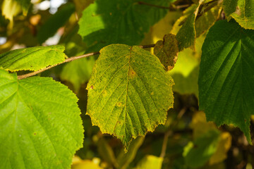 Grüne herbstliche Blätter an einem Zweig bei warmen Licht