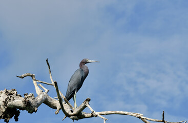 garceta gris posada en la rama de un arbol