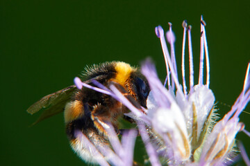 Bumblebee (Bombus) from the side on purple flake flower. Macro. Germany, Swabian Alb.