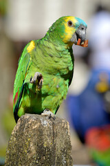 Turquoise-fronted amazon (Amazona aestiva), also called the turquoise-fronted parrot, the...