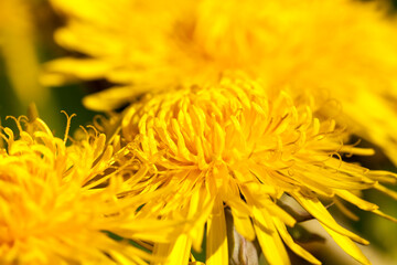 details of yellow fresh dandelions