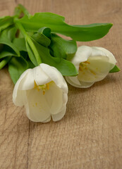 Tulpe, Tulpe, Blumen