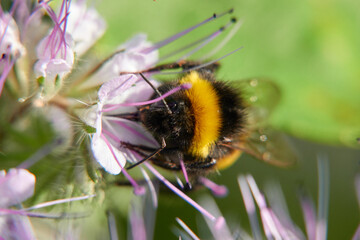 Bumblebee (Bombus) from the front on purple flake flower. Macro. Germany, Swabian Alb.