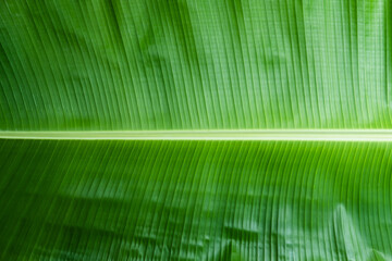 Green banana leaf texture background - 424706775