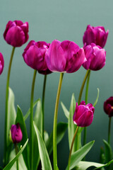 Obraz premium Purple tulips against green
