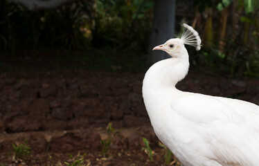 White peacock