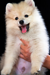 Obraz premium Hands are holding a spitz puppy
