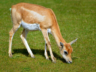 Blackbuck femelle (Antilope cervicapra) également connue sous le nom d& 39 antilope indienne, est une antilope originaire d& 39 Inde et du Népal, broutant et vue de profil