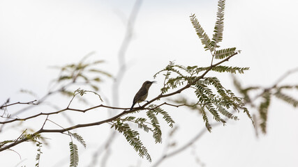 Female palestine sunbird singing on a tree
