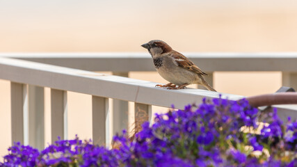 The sparrow on a fence near lobeleia flowers