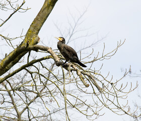 Cormorant sitting on a tree branch - Powered by Adobe