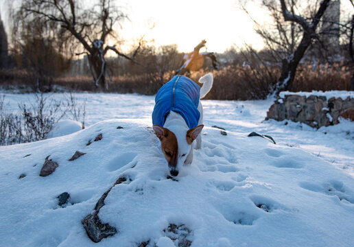 Jack Russell Terrier in the snow