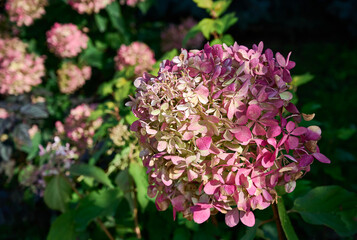 Delicate pink, purple and light green Hydrangea (Hydrangea macrophylla, Hortensia flowers) in the garden.  Tender romantic floral background.