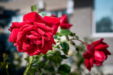 Bright Red roses in the garden on a blurred background of city building. Blooming garden roses