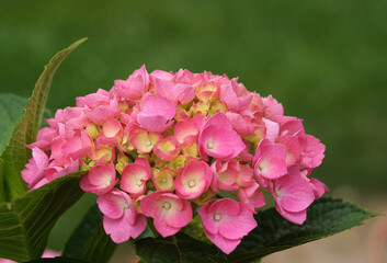 A close-up photo of lacecap hydrangea