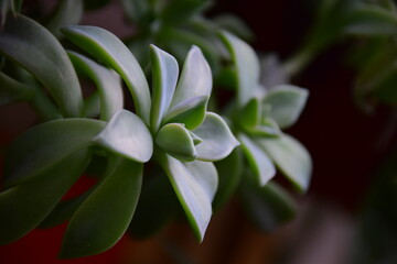 blue and white flower