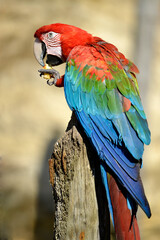 Portrait green-winged Macaw (Ara chloropterus)  on perch and eating fruit © Christian Musat