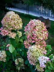 Delicate pink, purple and light green Hydrangea (Hydrangea macrophylla, Hortensia flowers) in the garden.  Tender romantic floral background.
