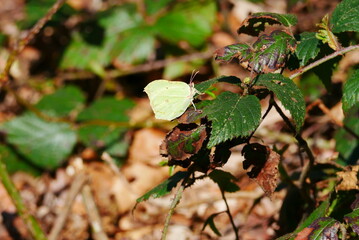 yellow brimstone sits on a leaf and sunbathes