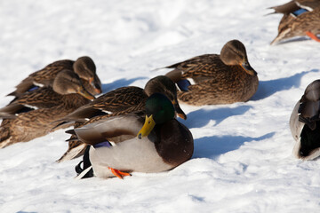 ducks sit in the snow in the winter season, cold frosty weather