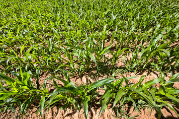 real organic corn field