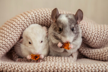 Our little beloved domestic chinchillas eat delicious treats on a soft blanket