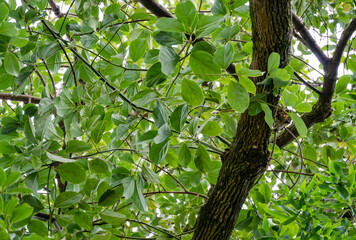 Shiny evergreen leaves of False Camphor tree (Cinnamomum glanduliferum) or Nepal camphor tree in spring Arboretum Park Southern Cultures in Sirius (Adler) Sochi. Beautiful nature for any design